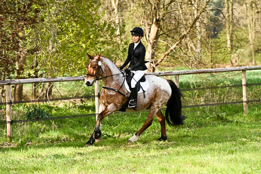  | Springreiter WB _133 