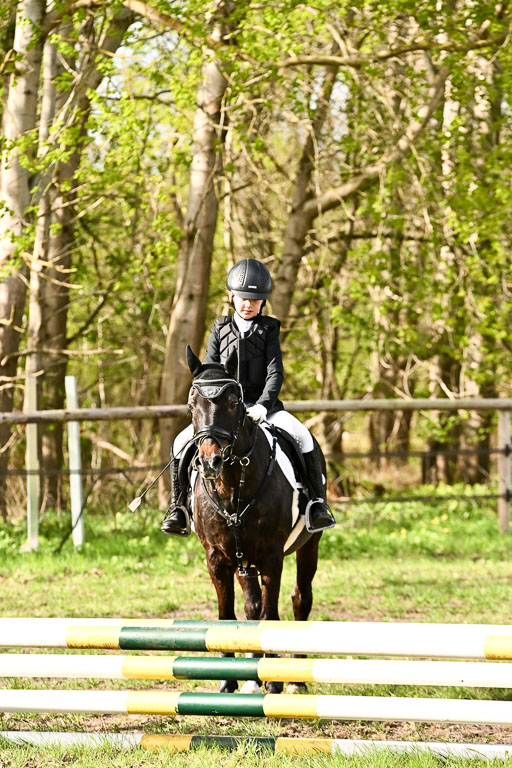  | Springreiter WB _146 