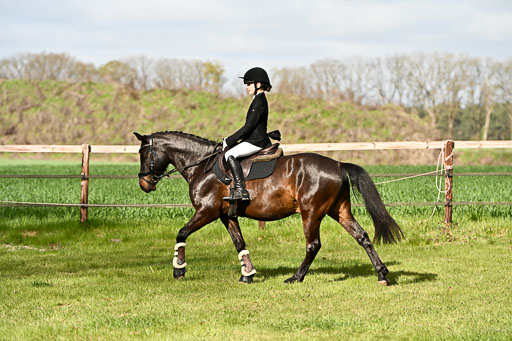  | Springreiter WB _148 