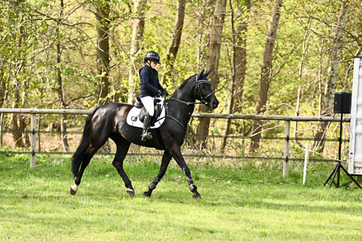  | Springreiter WB _168 