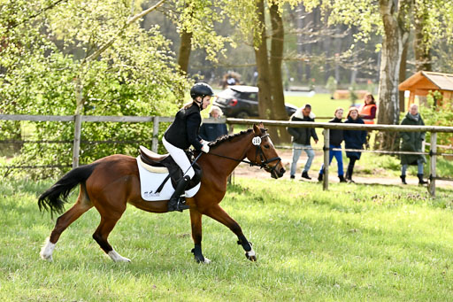  | Springreiter WB _184 