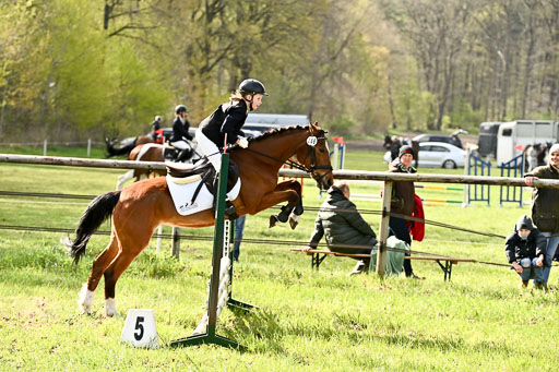  | Springreiter WB _185 