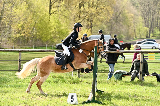  | Springreiter WB _213 