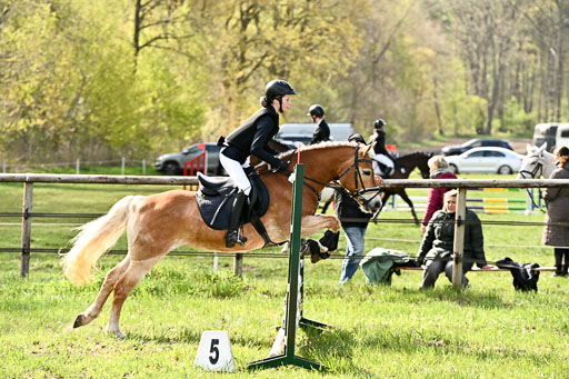  | Springreiter WB _214 
