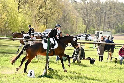  | Springreiter WB _246 