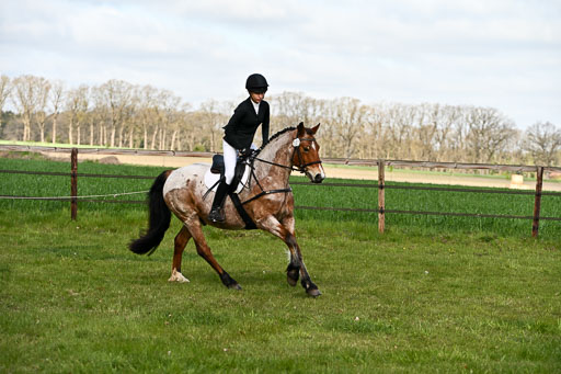  | Springreiter WB _264 
