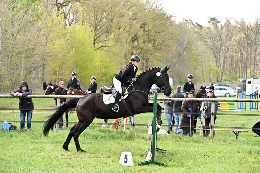  | Springreiter WB _277 