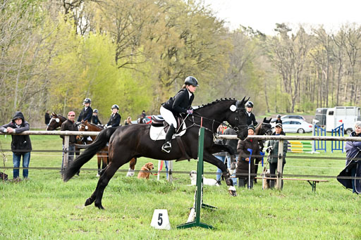  | Springreiter WB _278 