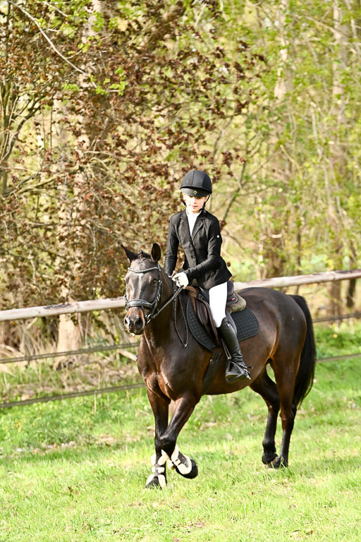  | Springreiter WB _293 