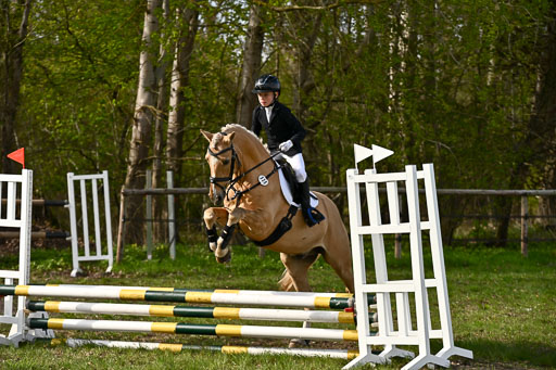  | Springreiter WB _316 