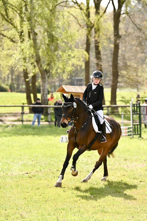 | Springreiter WB _356 