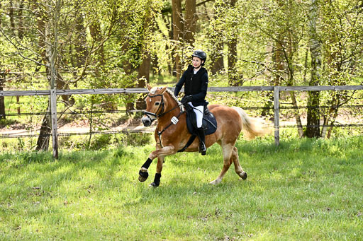  | Springreiter WB _378 